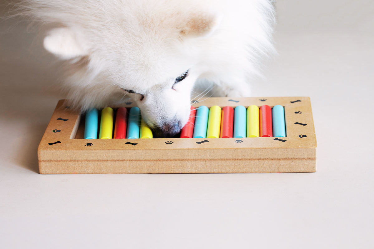 gros plan sur un petit chien blanc qui renifle un jeu d'intelligence pour chien