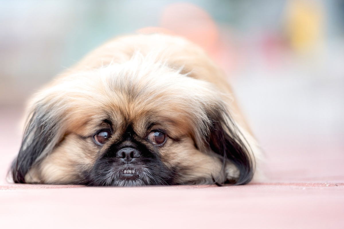 gros plan sur un petit chien couché à plat ventre de face qui regarde sur le côté