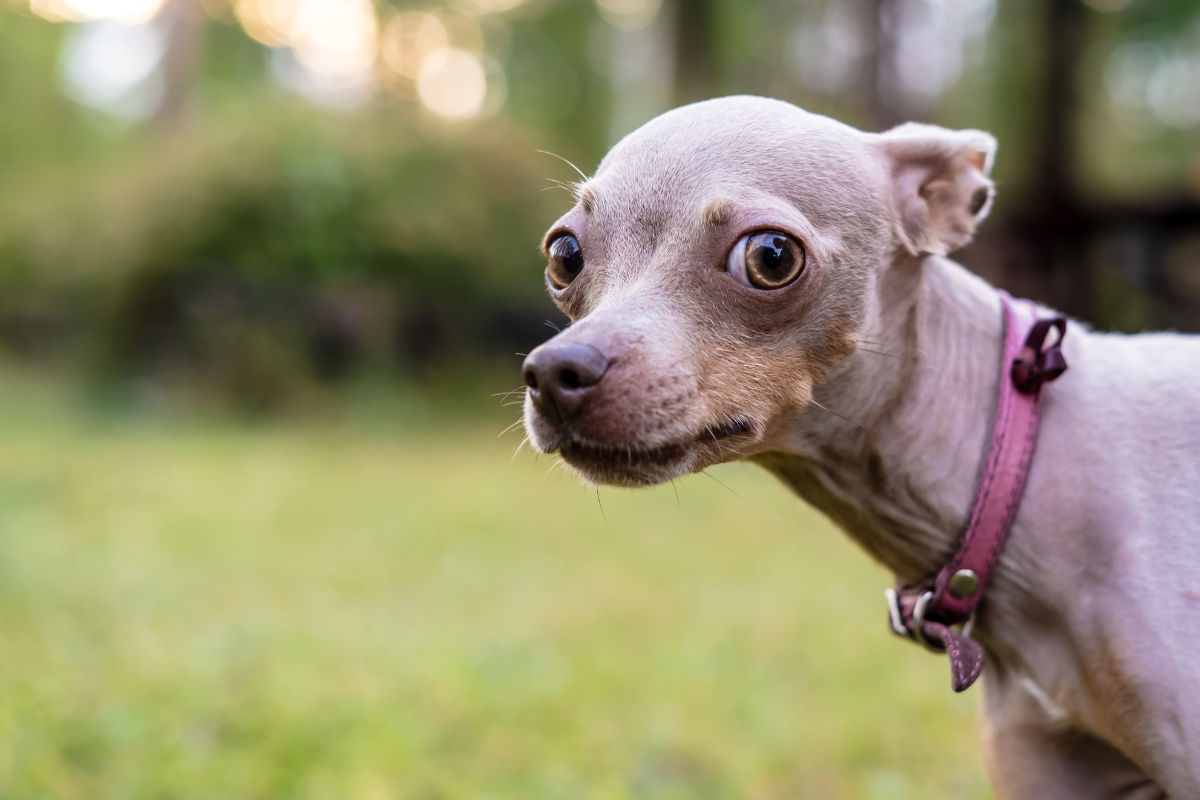 Gérer les peurs et phobies des animaux de compagnie 1 gros plan sur un petit chien effrayé les oreilles en arrière