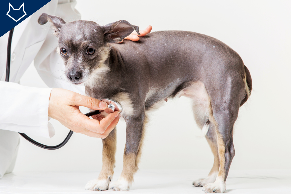 gros plan sur un petit chien gris ausculté par un vétérinaire avec son stéthoscope