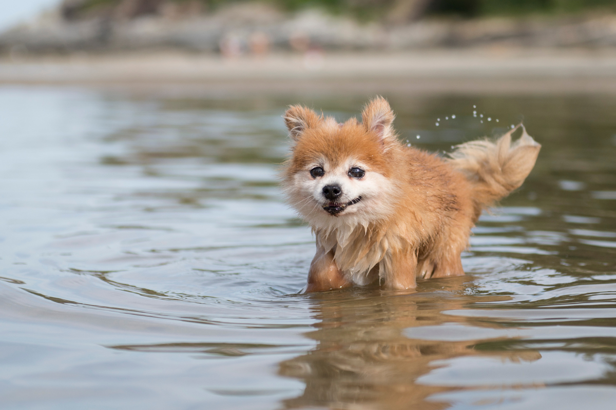 L’eau comme terrain de jeu et de remise en forme pour votre animal 1 gros plan sur un petit chien mouillé qui marche dans l'eau à la plage