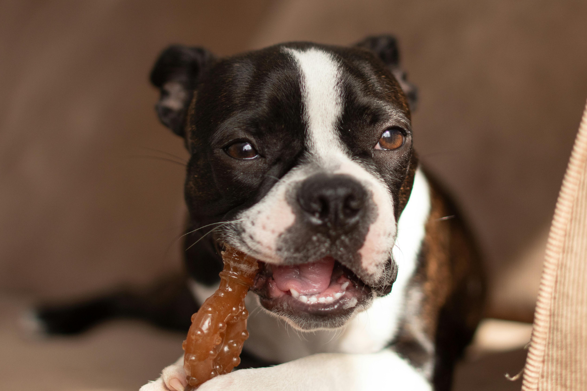 gros plan sur un petit chien noir et blanc qui mâche un jouet