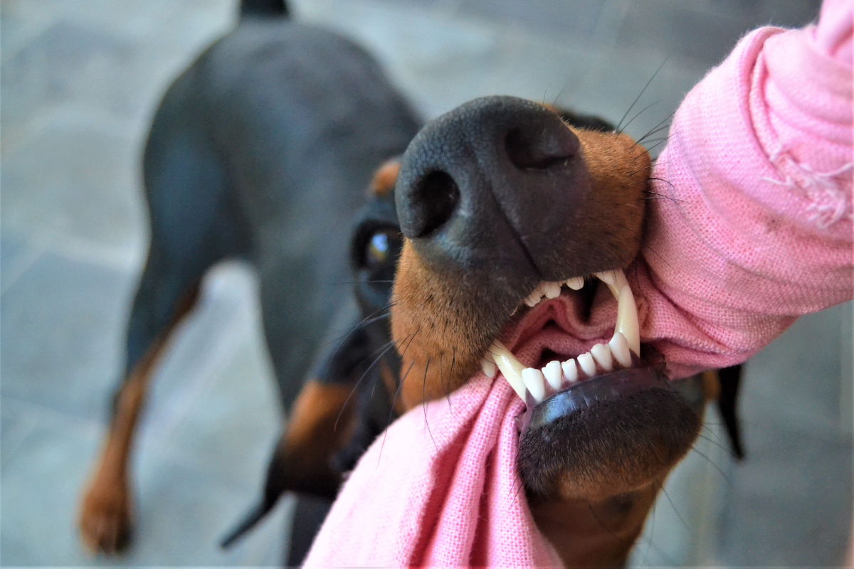 gros plan sur un petit chien noir qui mord un morceau de tissu rose