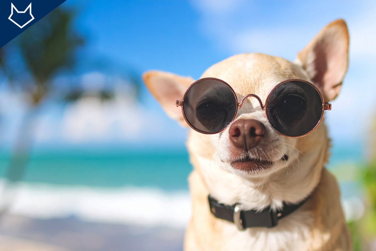 gros plan sur un petit chien portant des lunettes de soleil devant un décor de plage