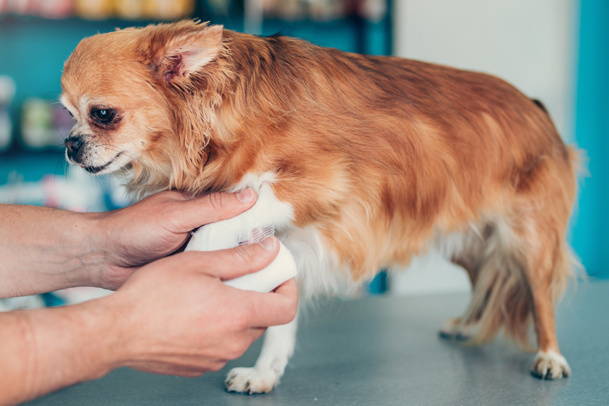 gros plan sur un petit chien roux qui se fait bander la patte
