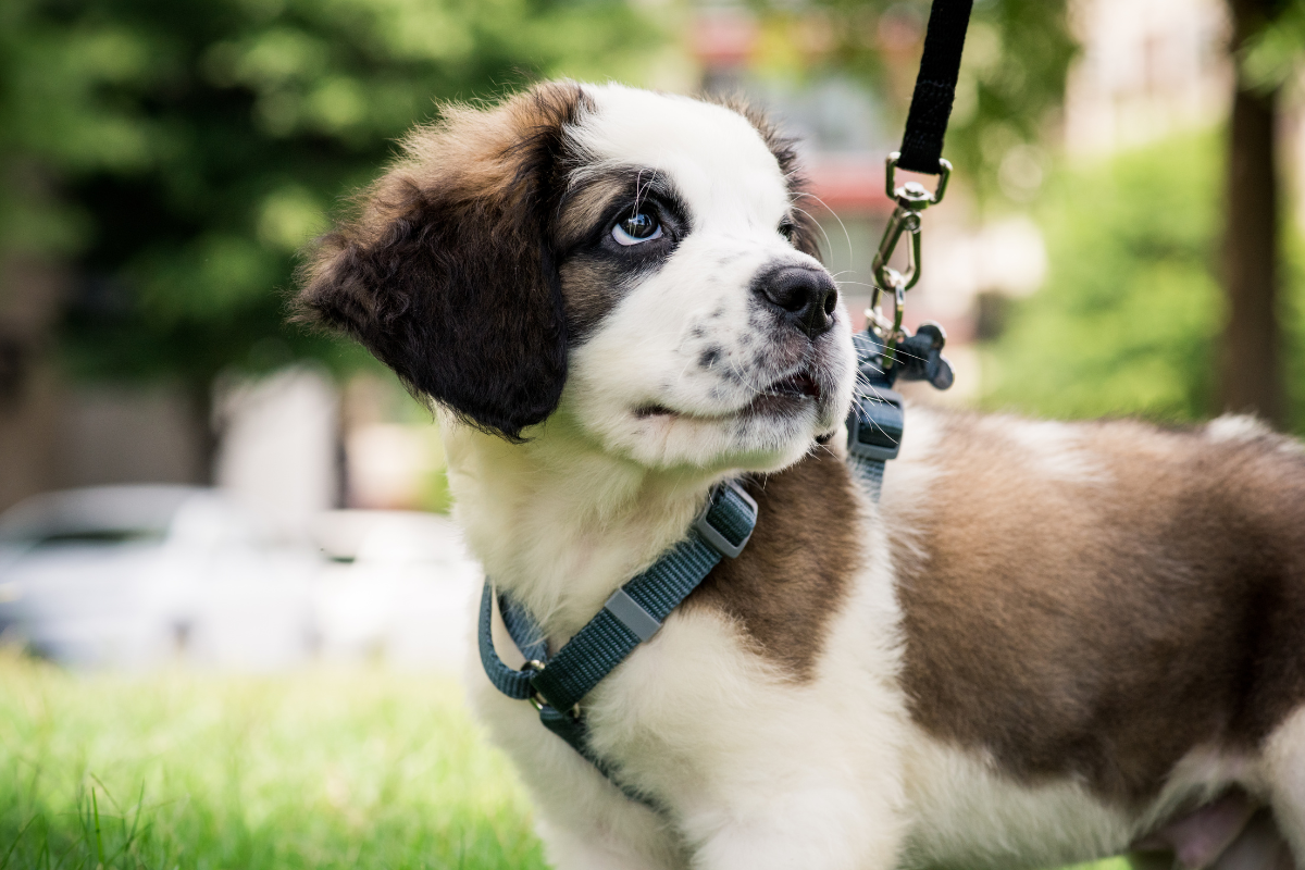 gros plan sur un petit chiot brun et blanc tenu en laisse dans un parc