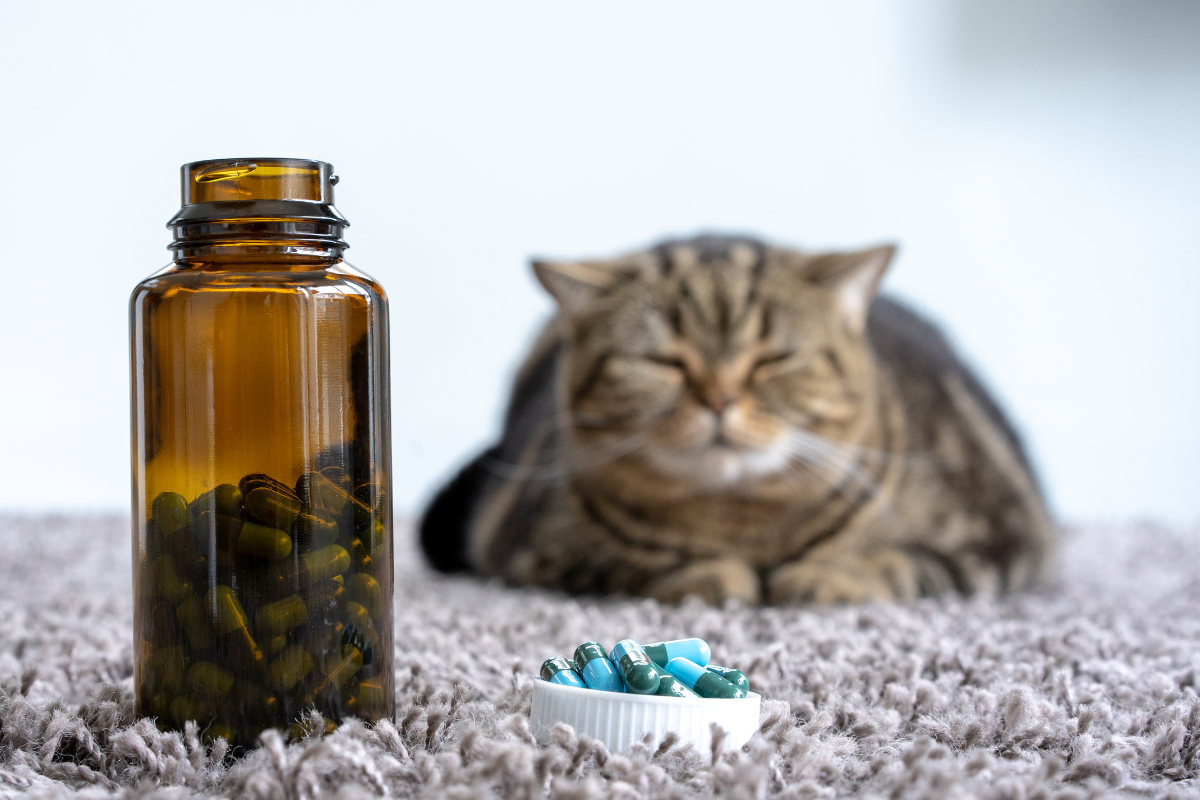 gros plan sur un un flacon de gelules sur un tapis et un en arrière-plan un chat tigré couché