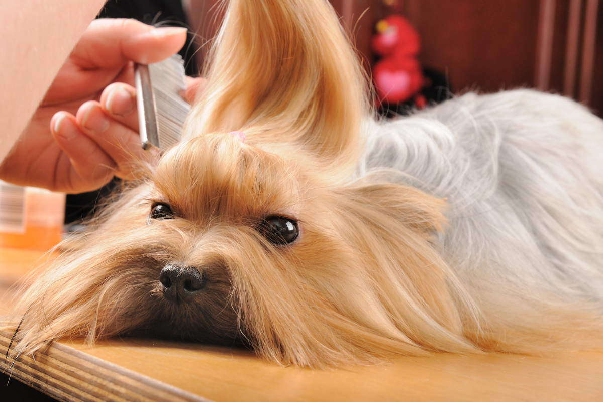 gros plan sur un yorkshire couché qui se fait peigner