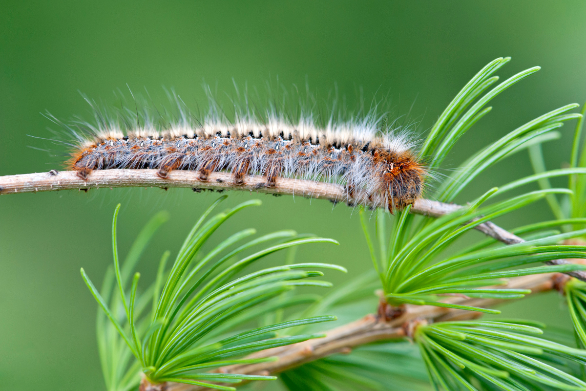 gros plan sur une chenille processionnaire aux poils blancs acrochée à une branche de pin