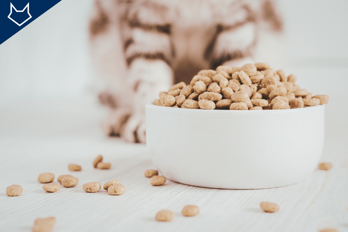 gros plan sur une gamelle remplie de croquette devant un chat assis en arrière-plan