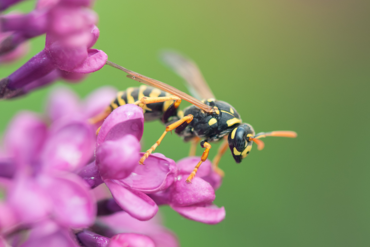 gros plan sur une guêpe posée sur une fleur violette