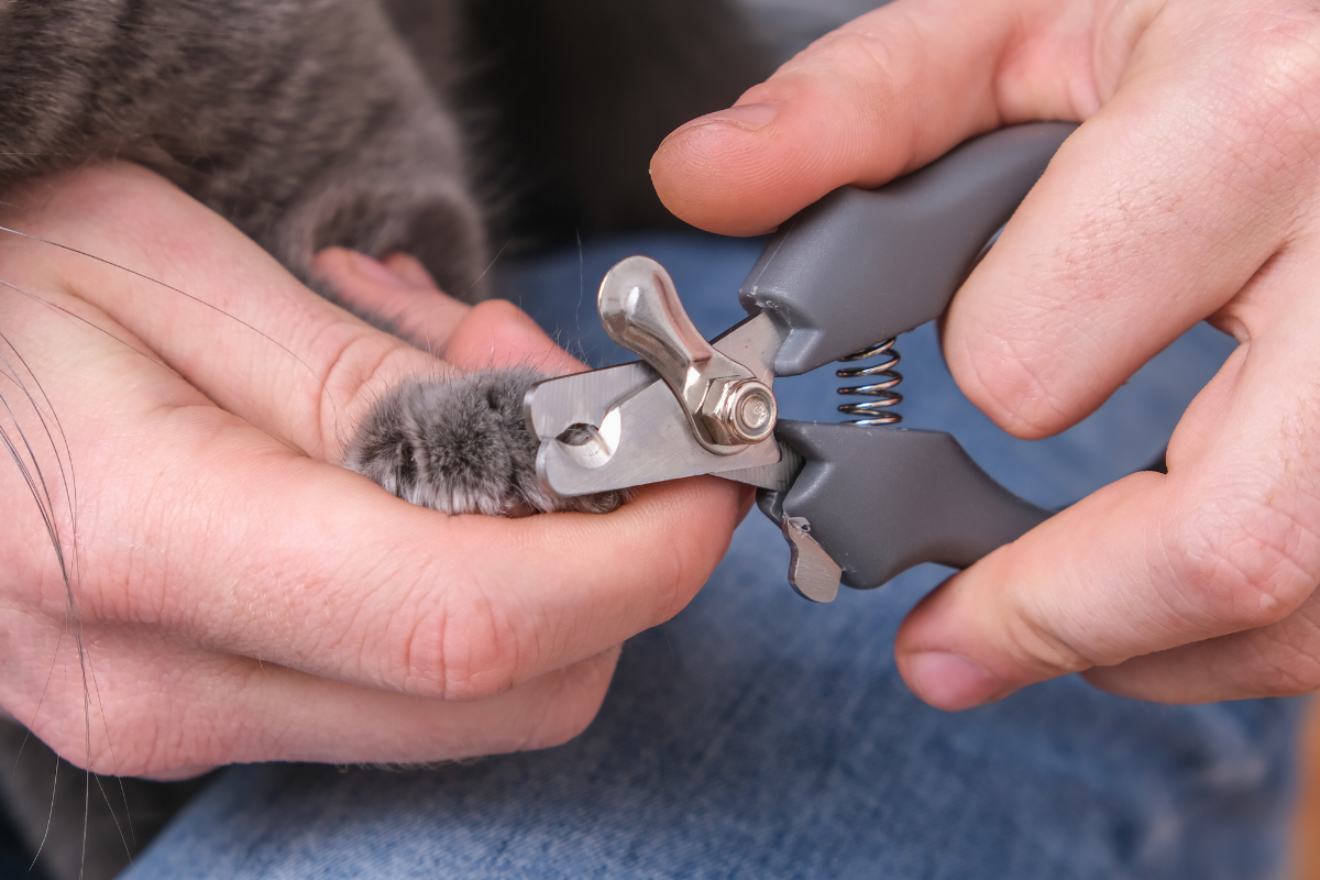 gros plan sur une main qui tient la patte d'un chat gris et une main qui lui coupe une griffe