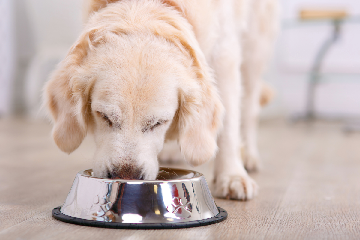 gros plans sur un grand chien beige qui mange dans sa gamelle
