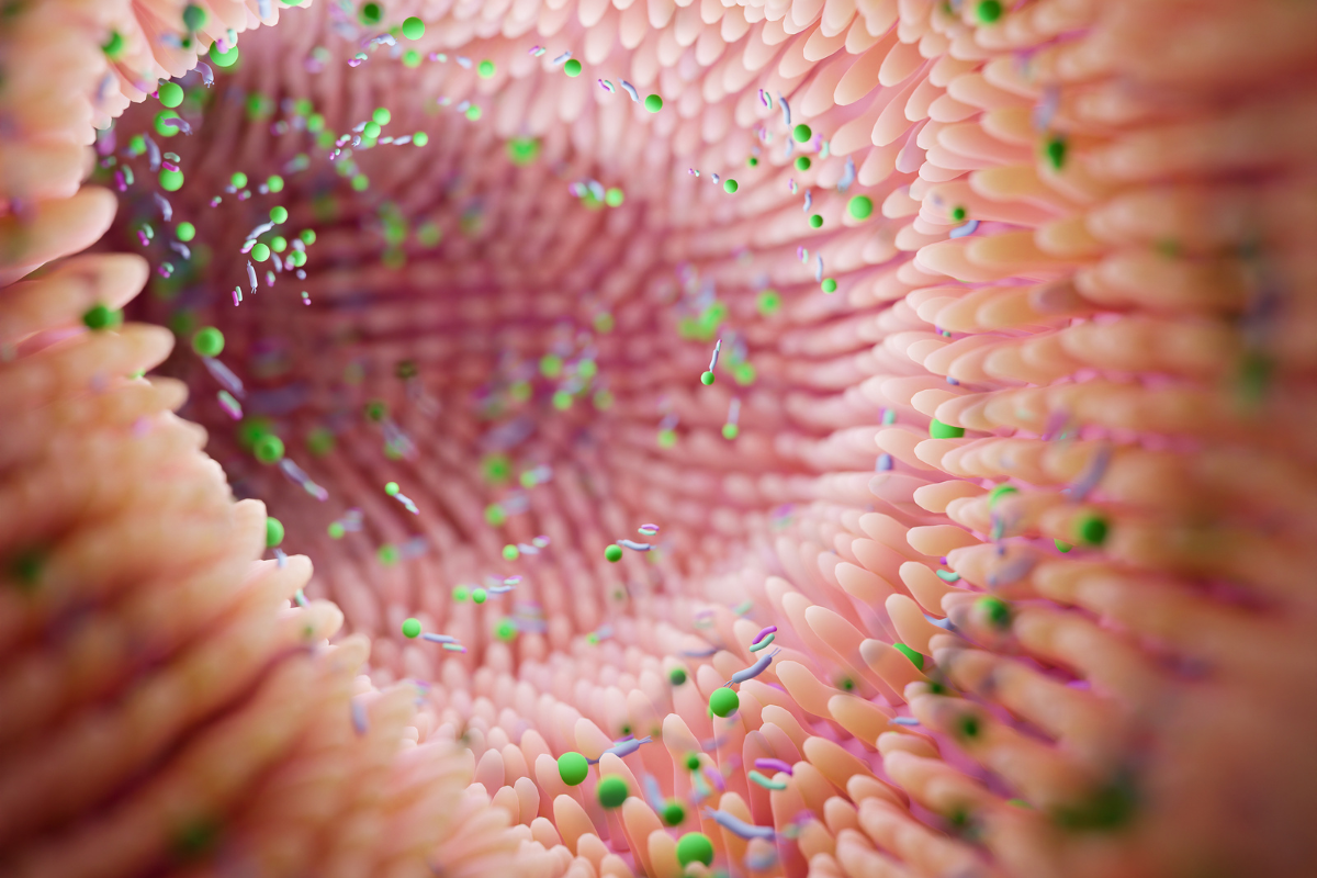 illustration 3D du microbiote intestinal