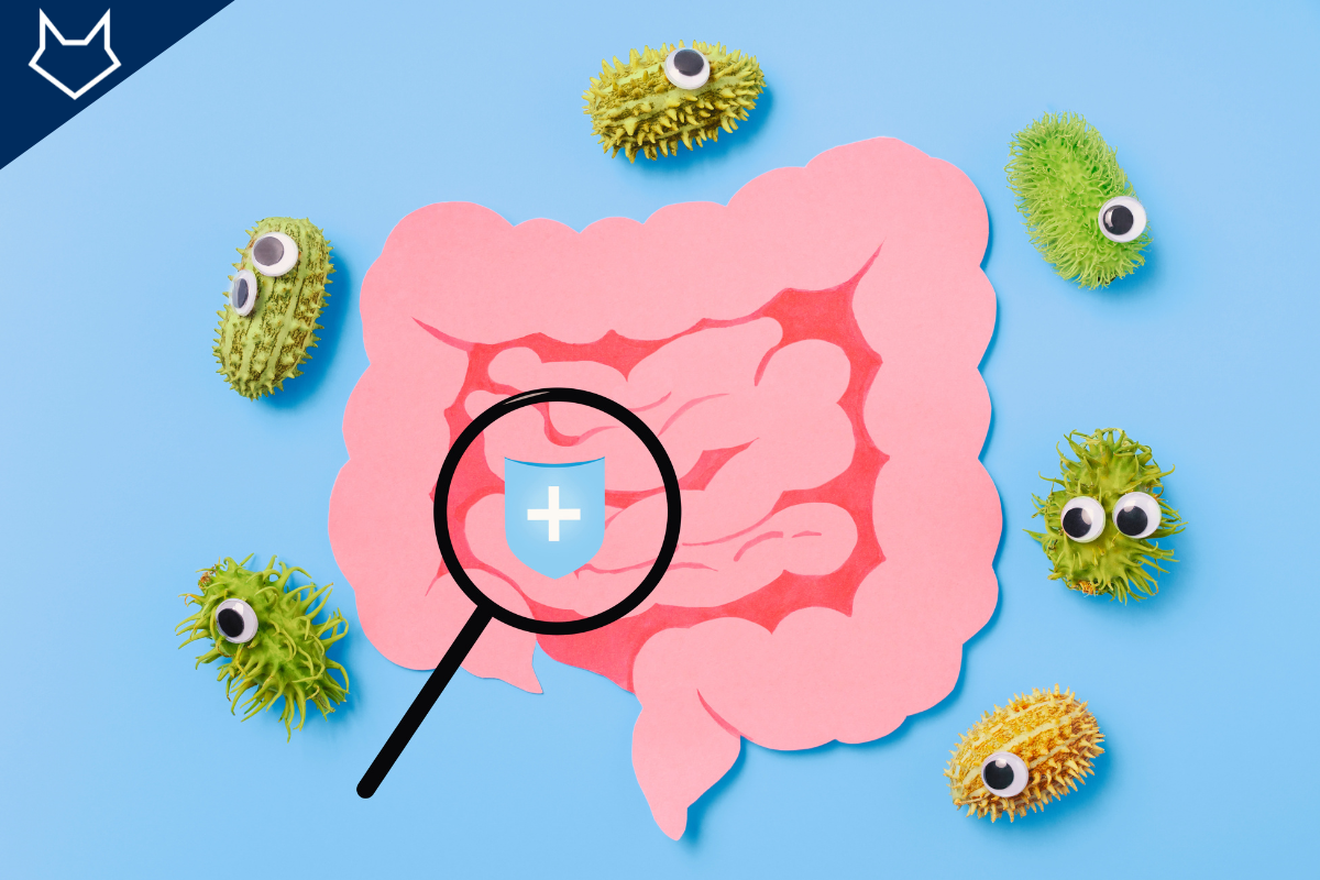 illustration d'un intestin avec une loupe et des représentations de probiotiques rigolos