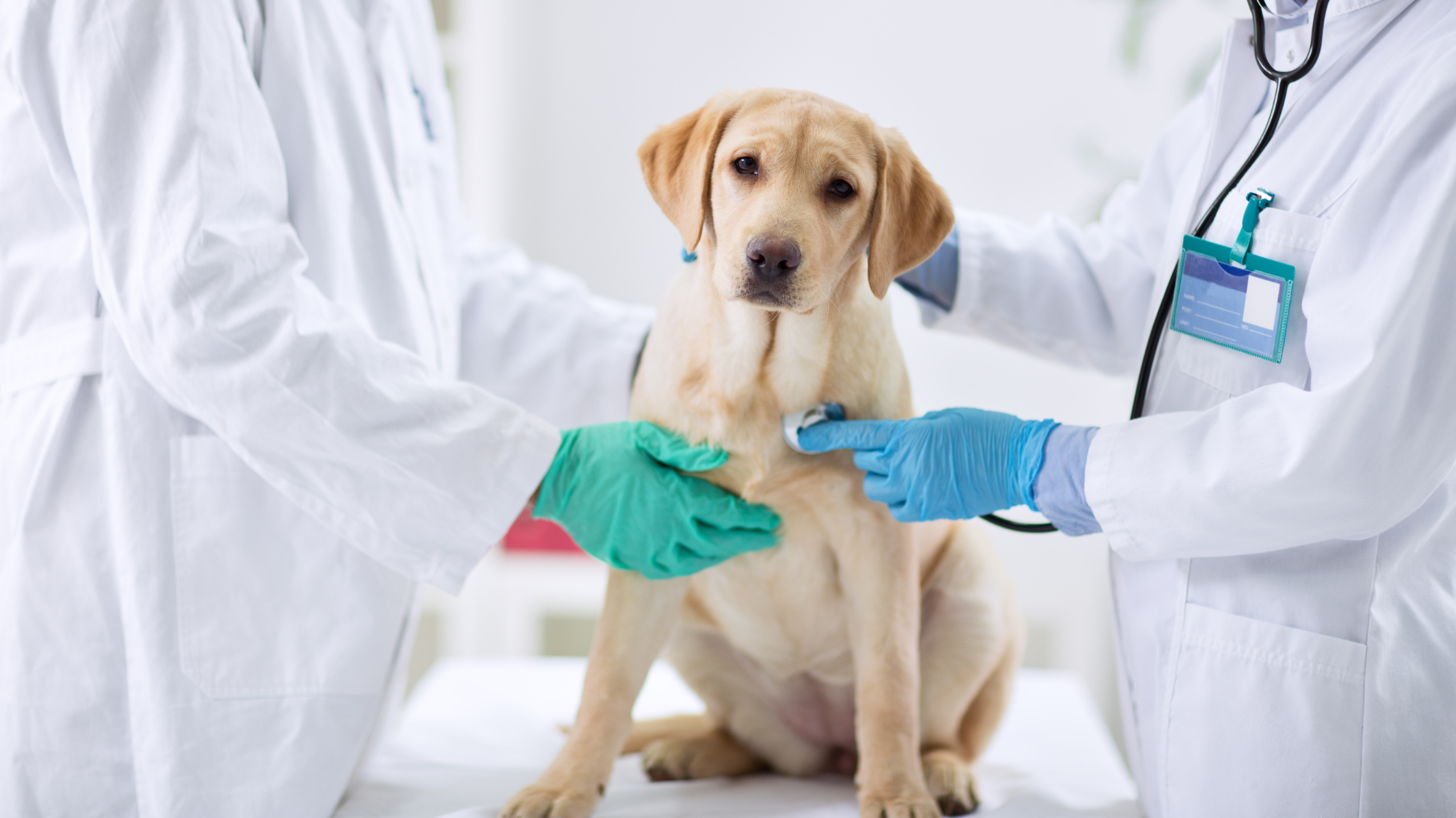 jeune chien ausculté par deux vétérinaires