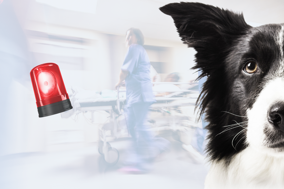 la moitié d'une têche de chien à droite avec un signal rouge à gauche avec en fond une urgentiste