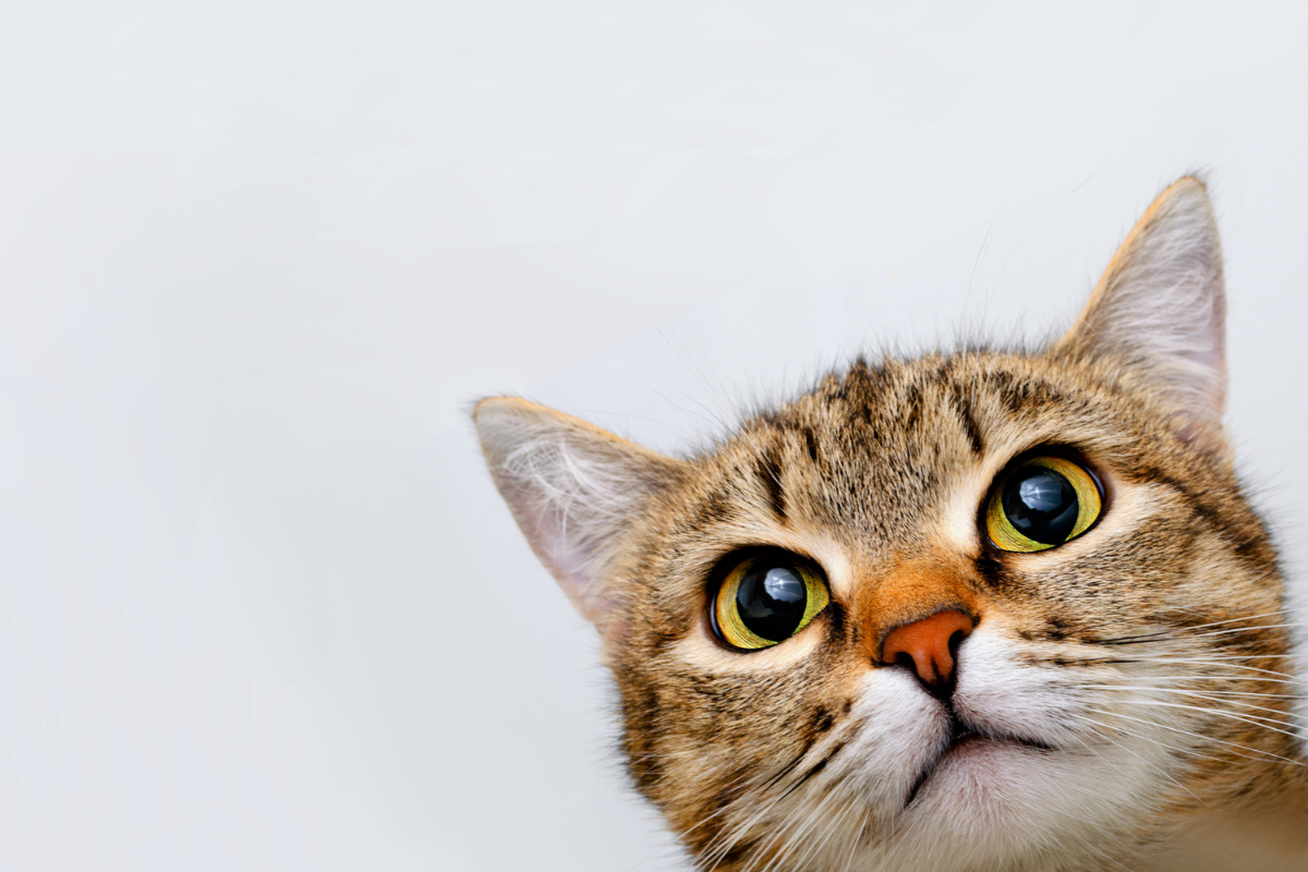la tête d'un chat brun tigré à l'air inquiet au premier plan dans le coin inférieur droit