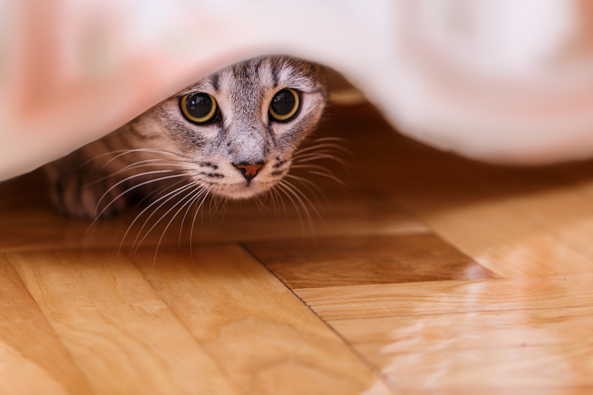 la tête d'un chat gris tigré qui se cache sous une couverture