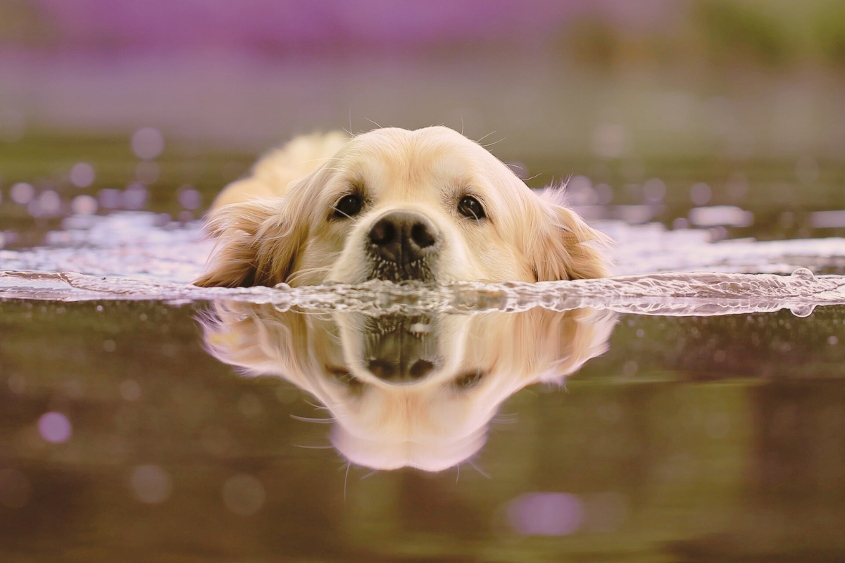 la tête d'un grand chien blanc à moitié immergé dans de l'eau face à l'objectif