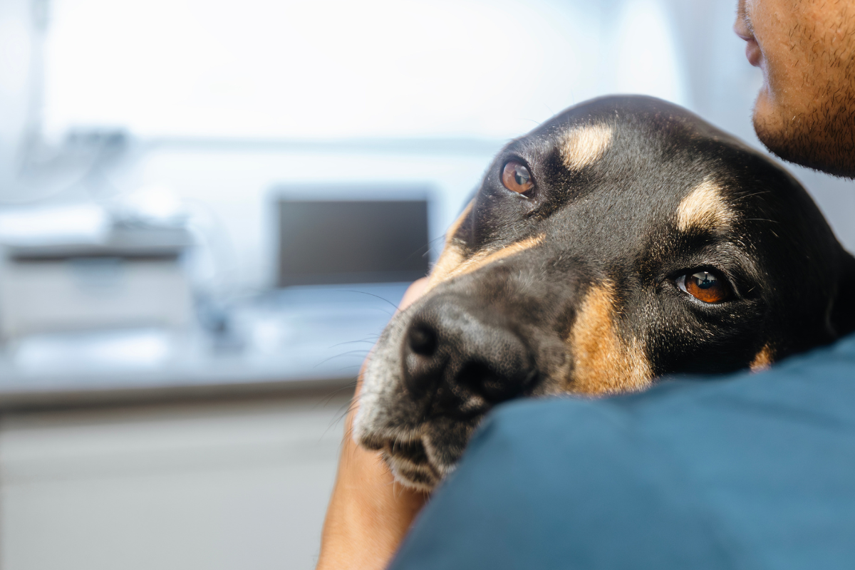 la tête d'un grand chien noir tourné vers l'objectif dans les bras d'un homme au premier plan