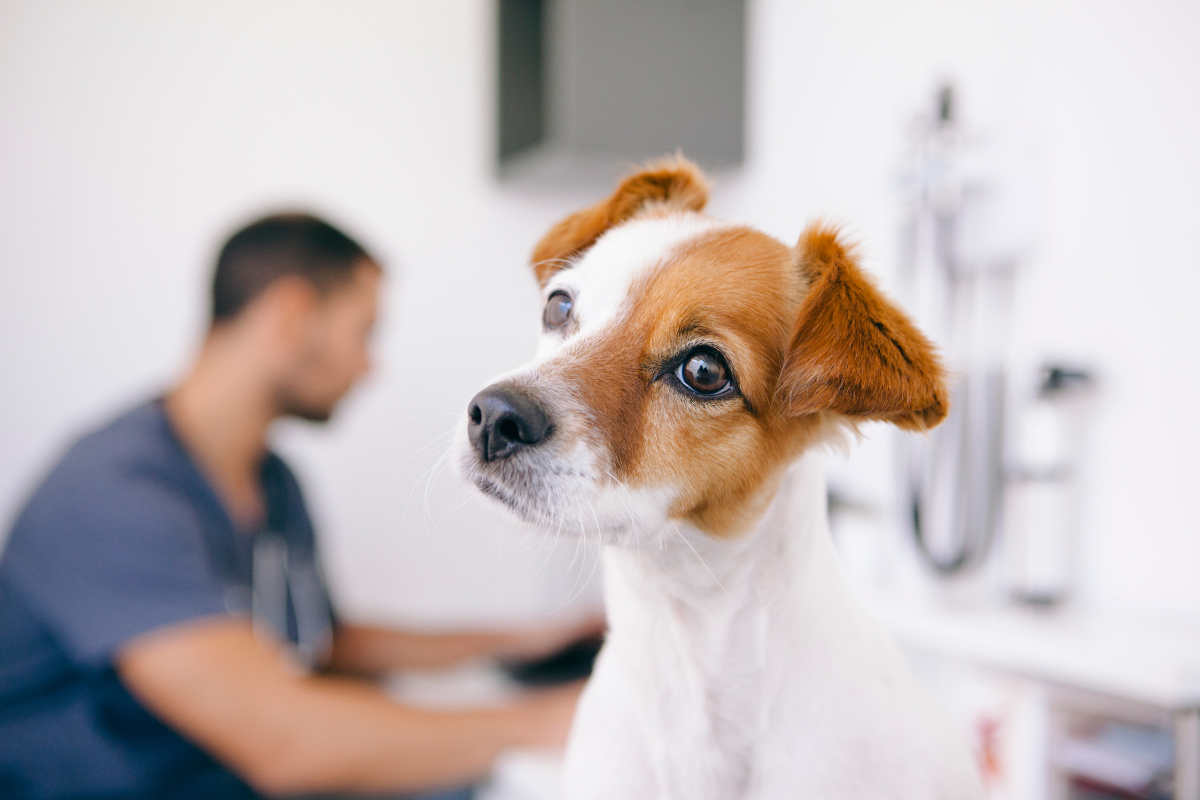 la tête d'un petit chien blanc et brun au premier plan et un veterinaire en arrière-plan