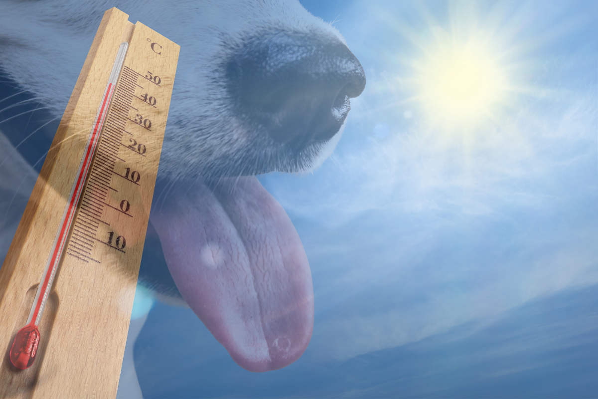 le soleil brille à droite et un thermomètre indique 40 degrés à gauche et un plan en transparence d'un chien haletant
