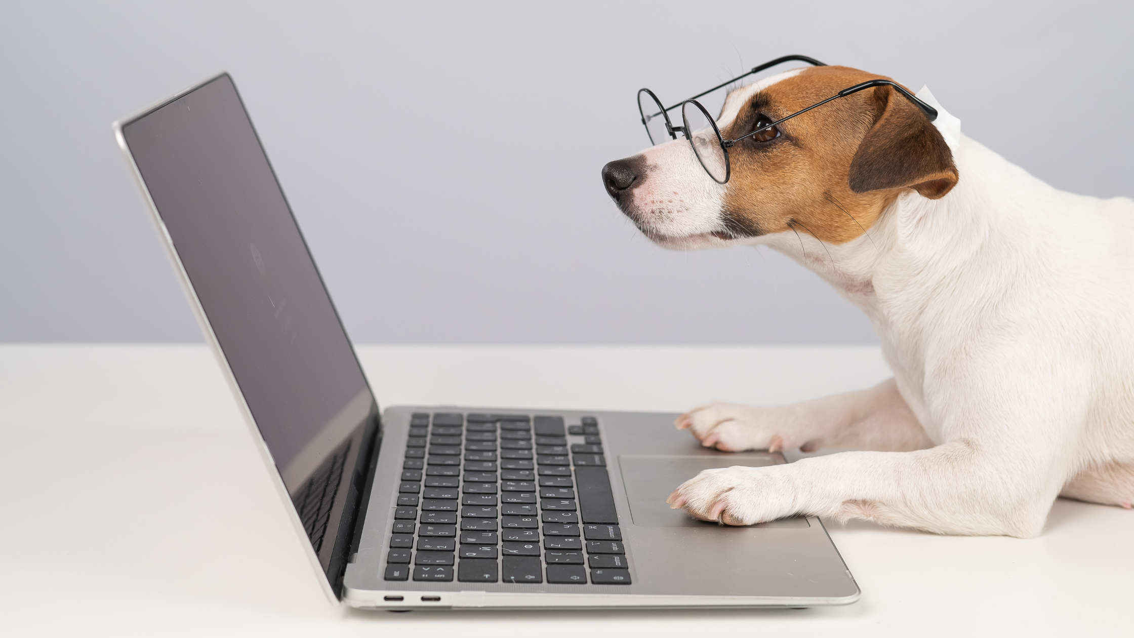 petit chien avec des lunettes regarde l'écran d'un ordinateur portable