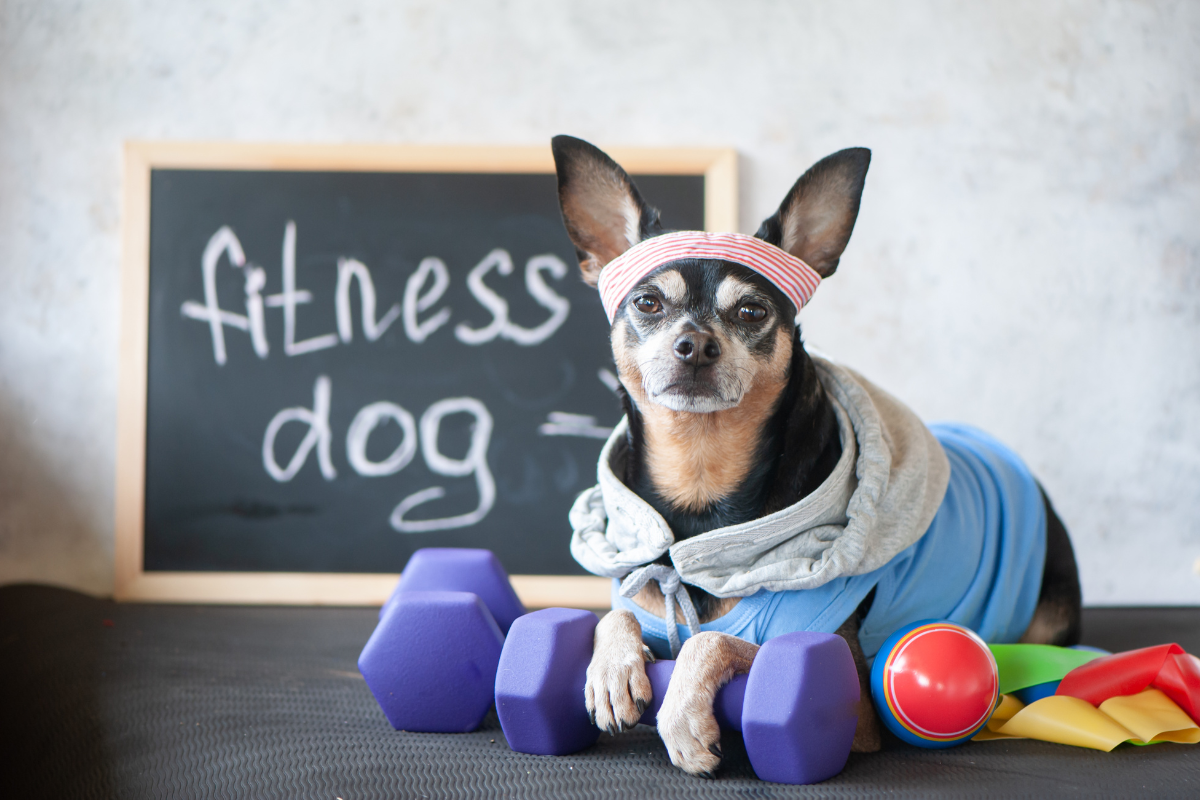 petit chien dans une tenue de sport avec des poids et un panneau indiquant fitness dog en arrière plan