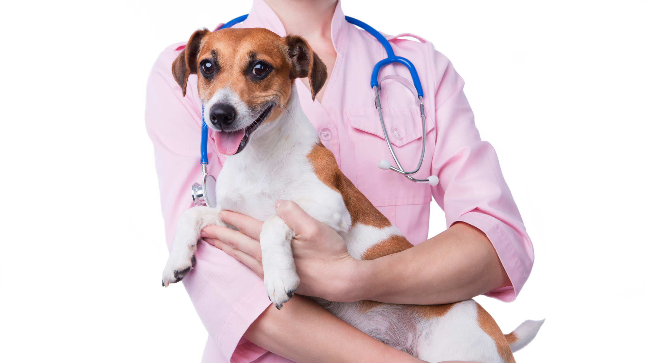 petit chien heureux dans les bras de la vétérinaire