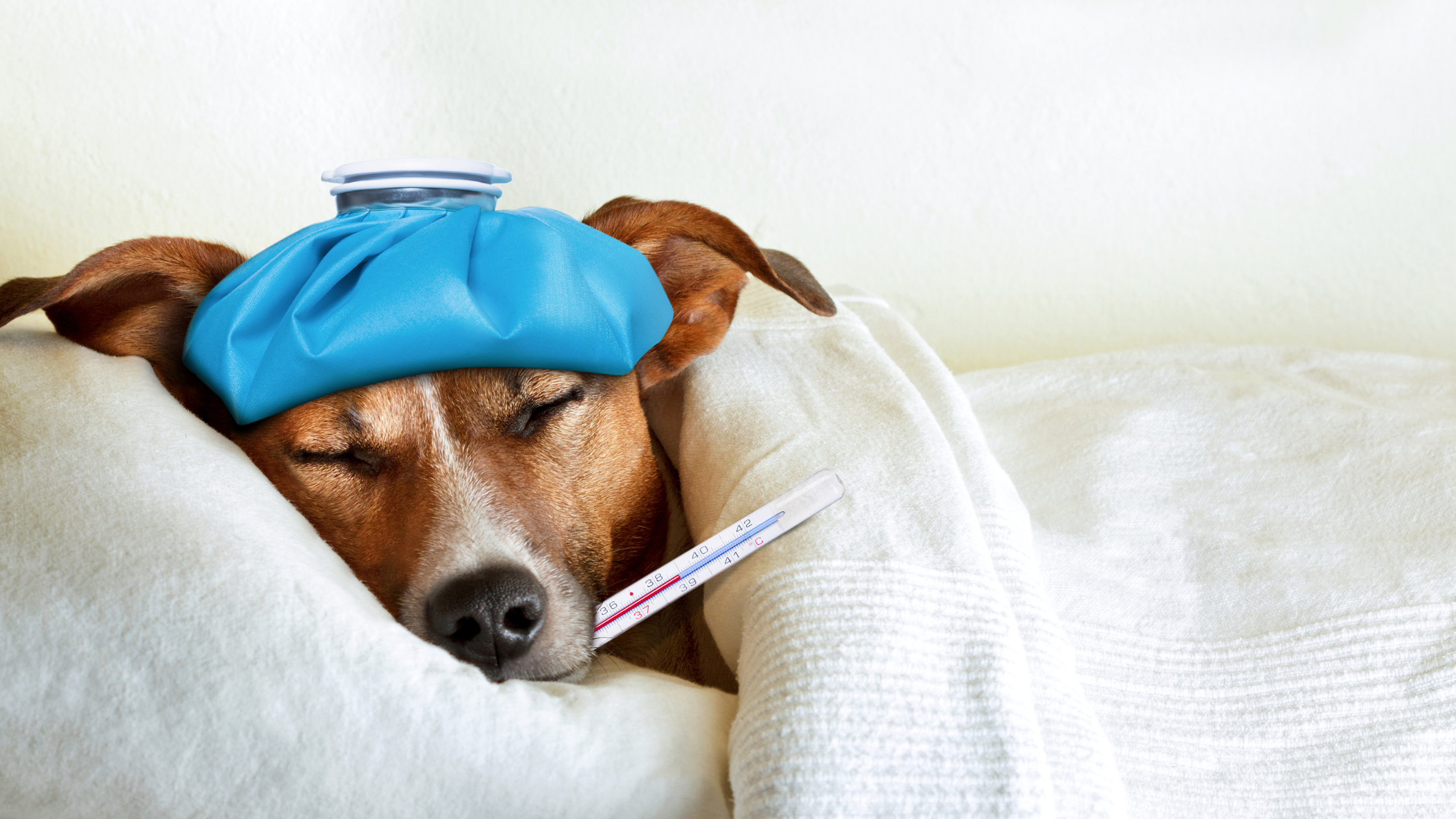 petit chien malade au lit avec un thermomètre et une bouillotte