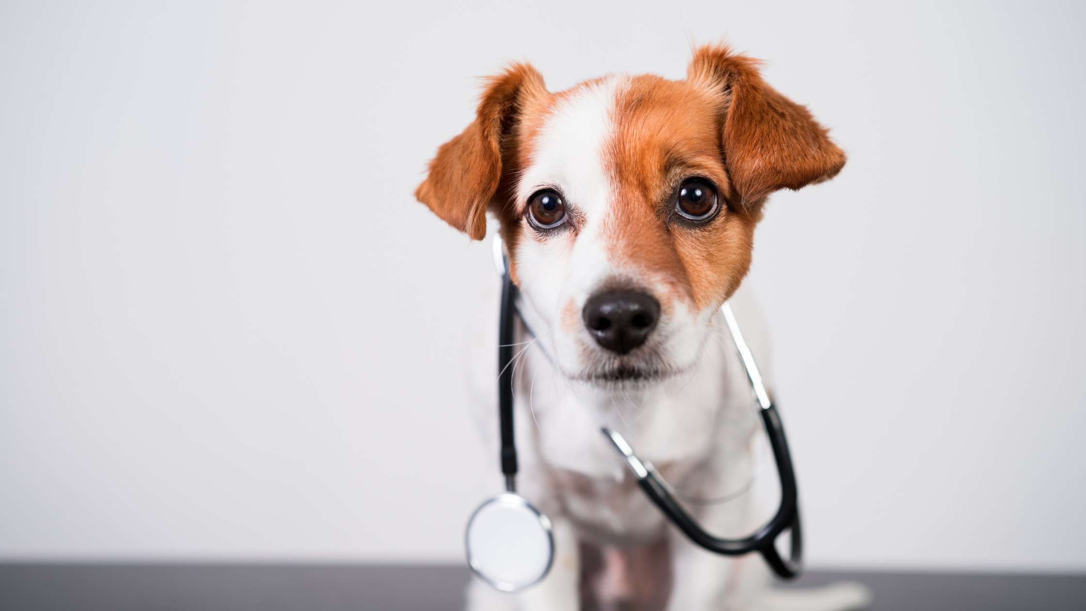 petit chien qui porte un stétoscope