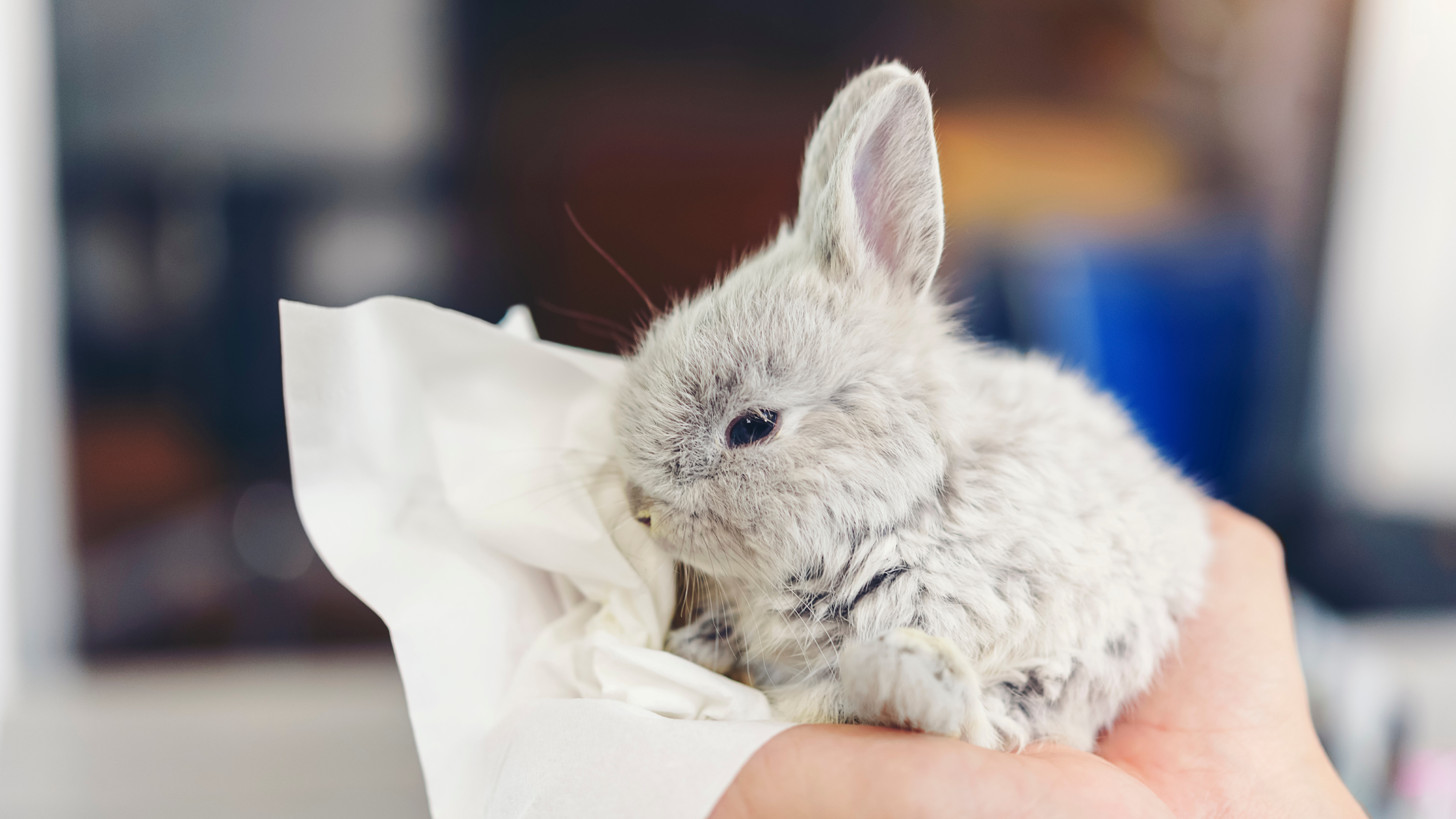 petit lapin avec un mouchoir dans une main