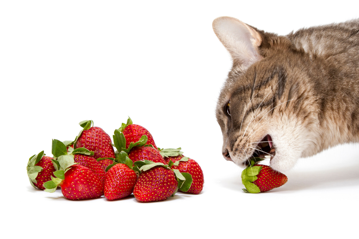 plan sur des fraises à gauche et la tête d'un chat à droit sur le point de croquer une fraise