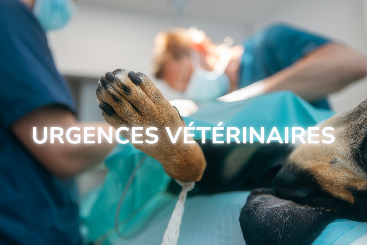 plan sur la patte d'un chien hospitalisé et les mots urgences vétérinaires affichés au centre