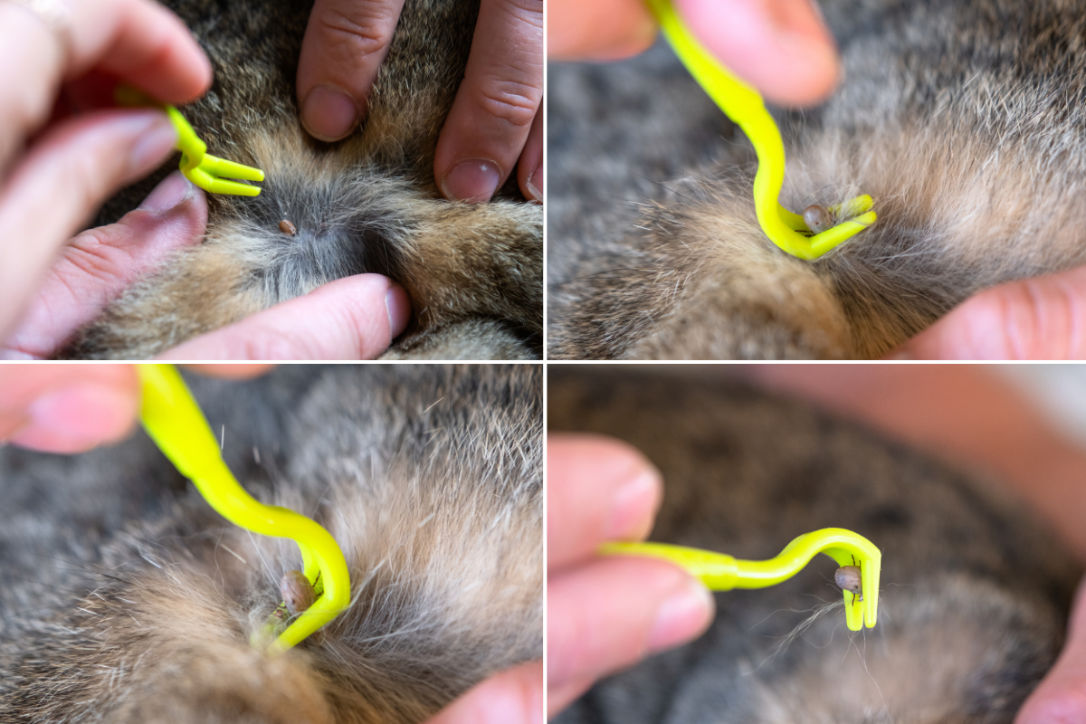 quatre images illustrant le retrait d'une tique avec un tire-tique