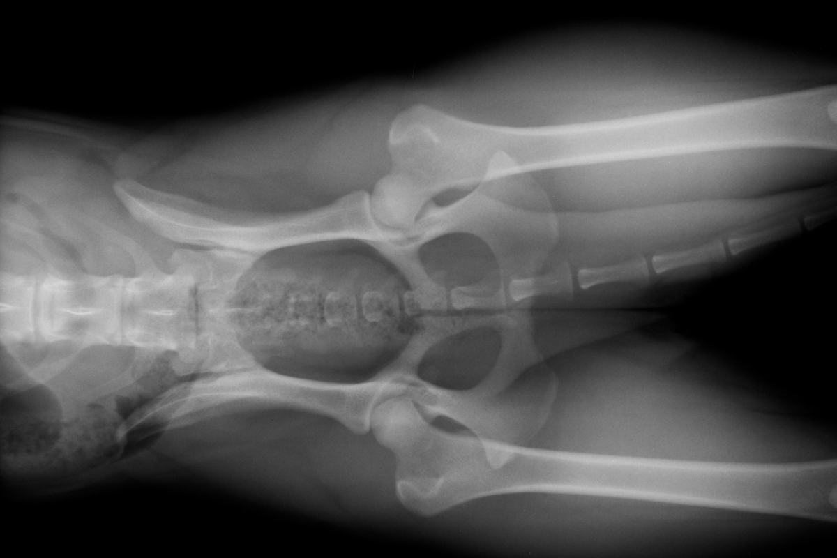 radiographie du bassin d'un chien