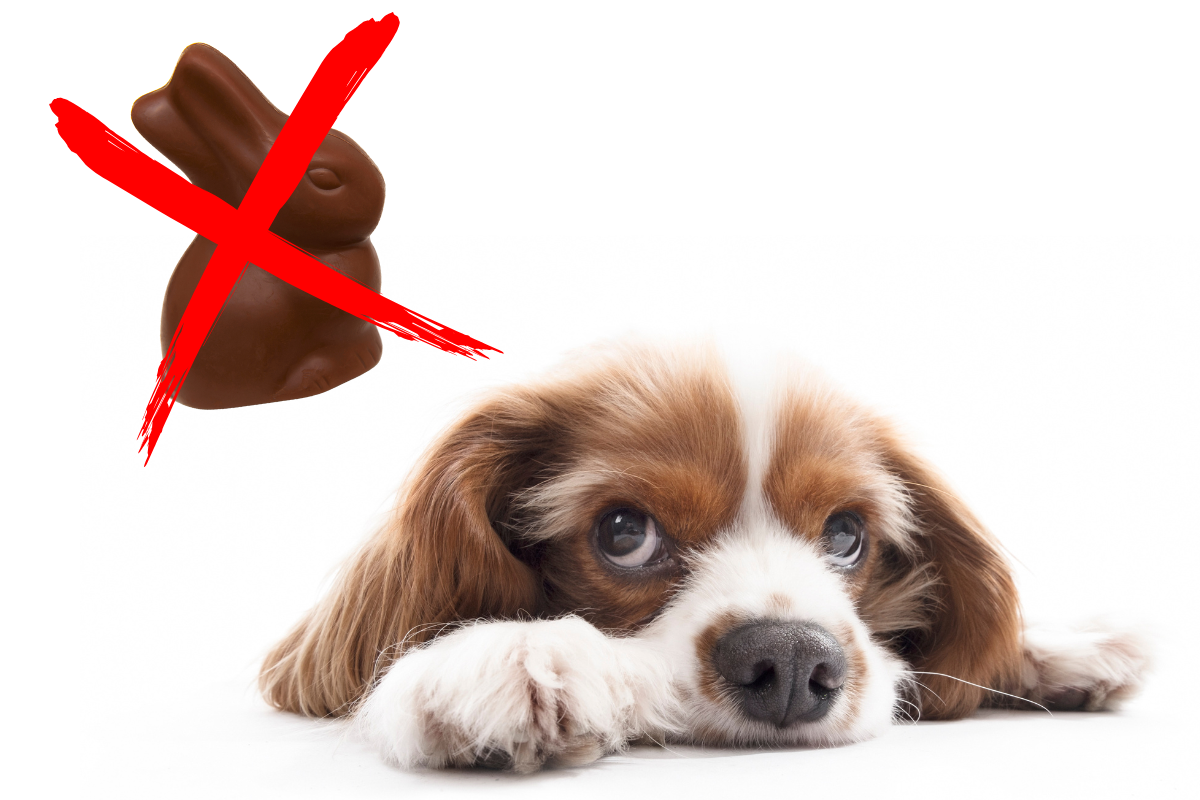 tête d'un petit chien couché qui regarde un lapin en chocolat dans le coin supérieur gauche marqué d'une croix rouge