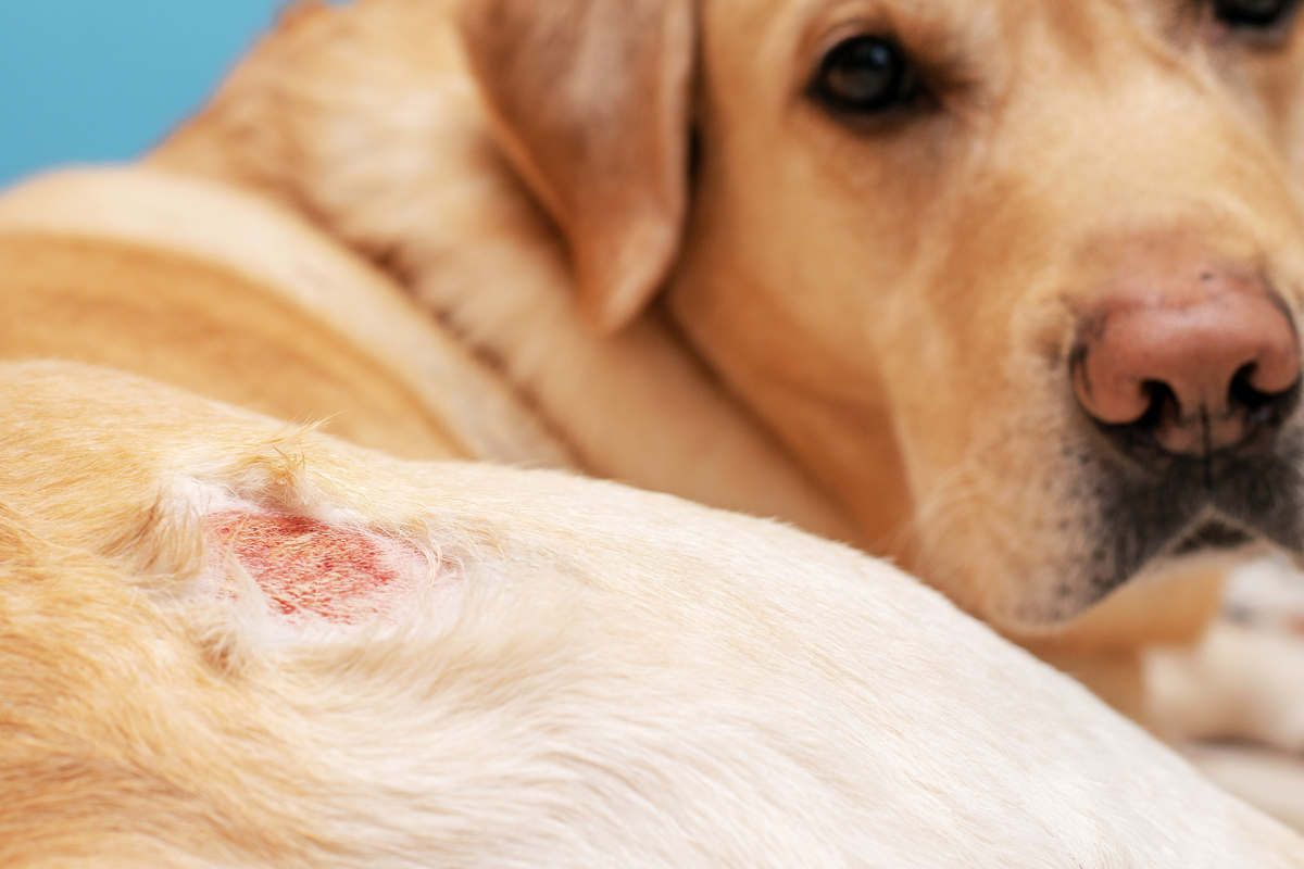 très gros plan d'une rougeur sur la peau d'un grand chien beige