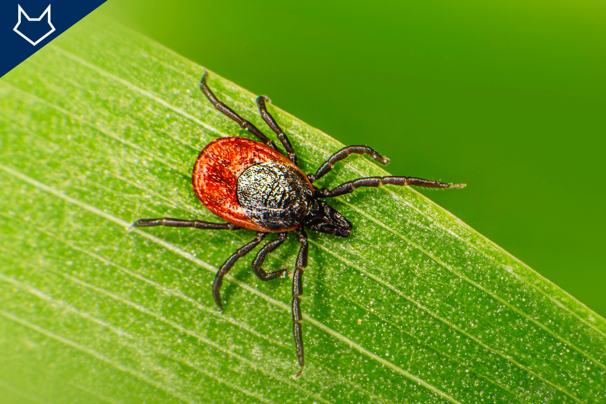 très gros plan d'une tique vue du dessus sur une feuille verte