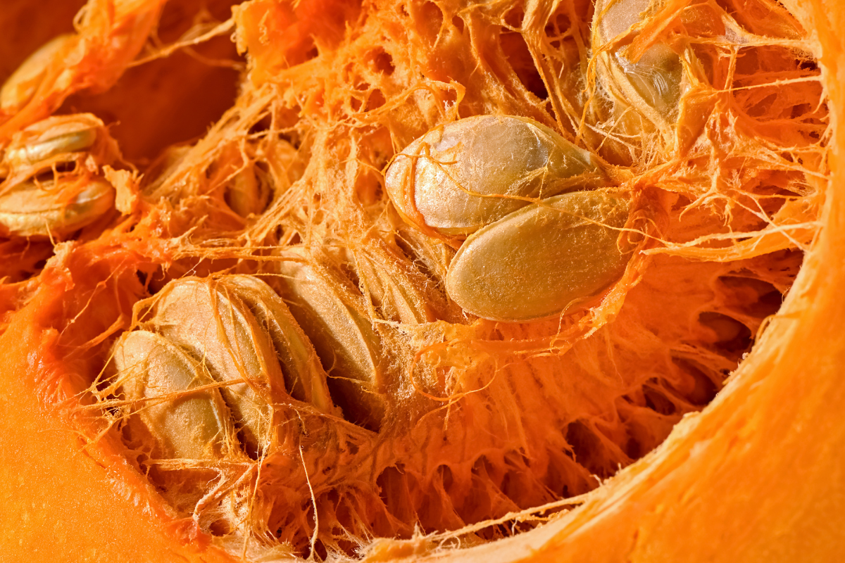 Nutrition du chien : pourquoi la courge est bénéfique… mais jamais les graines ! 1 très gros plan sur la chair d'une courge orange avec des graines