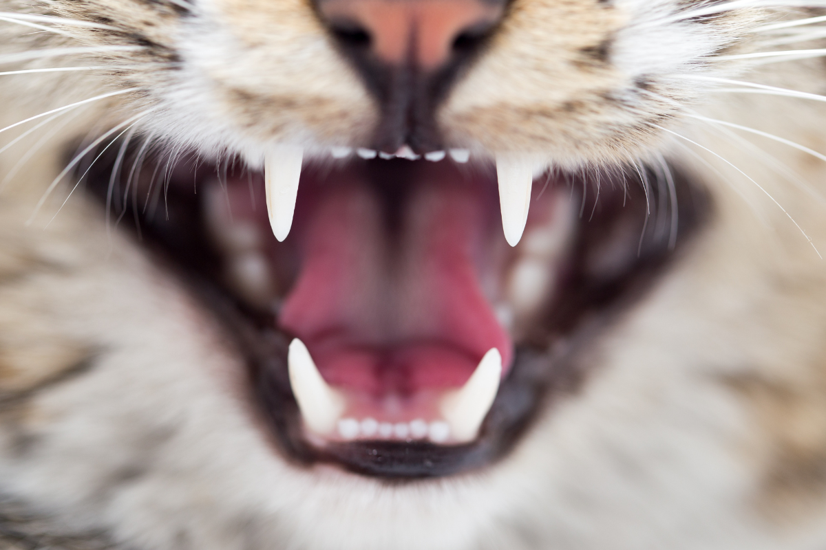 très gros plan sur la gueule ouverte d'un chat aux canines apparentes