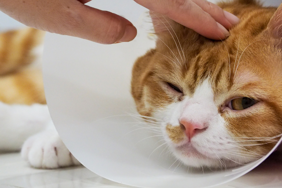 très gros plan sur la tête d'un chat roux en collerette caressé par une main sur la tête