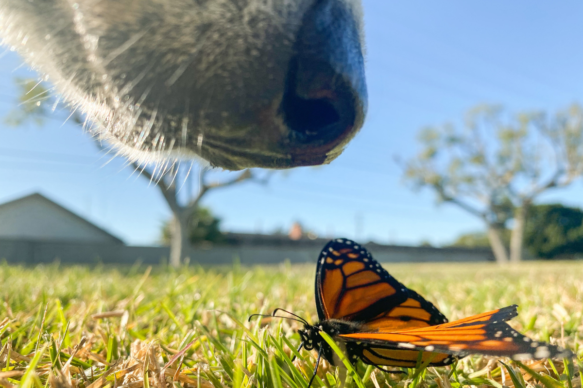 très gros plan sur la truffe d'un chien qui renifle un papillon orange posé dans l'herbe