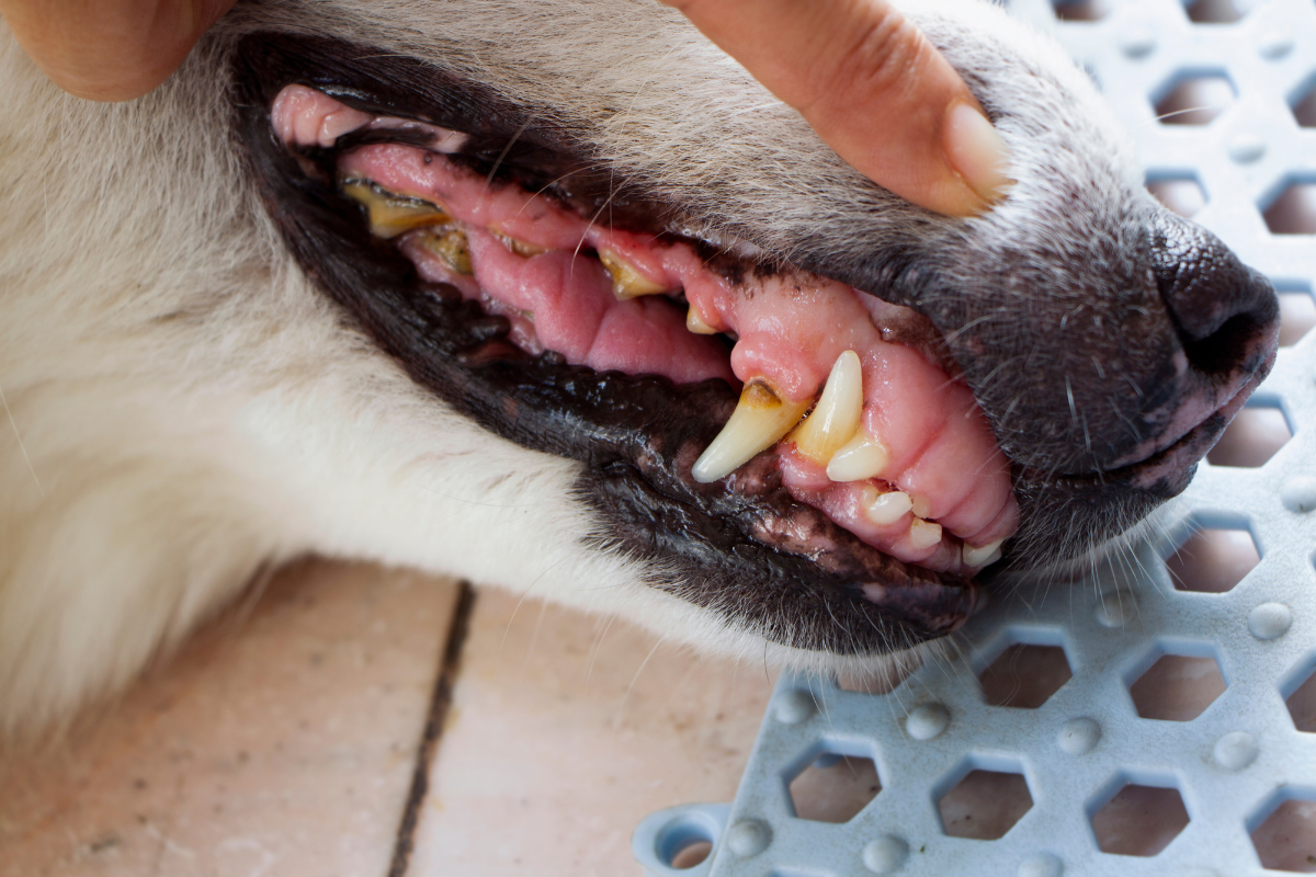 très gros plan sur les dents jaunies avec du tartre d'un chien