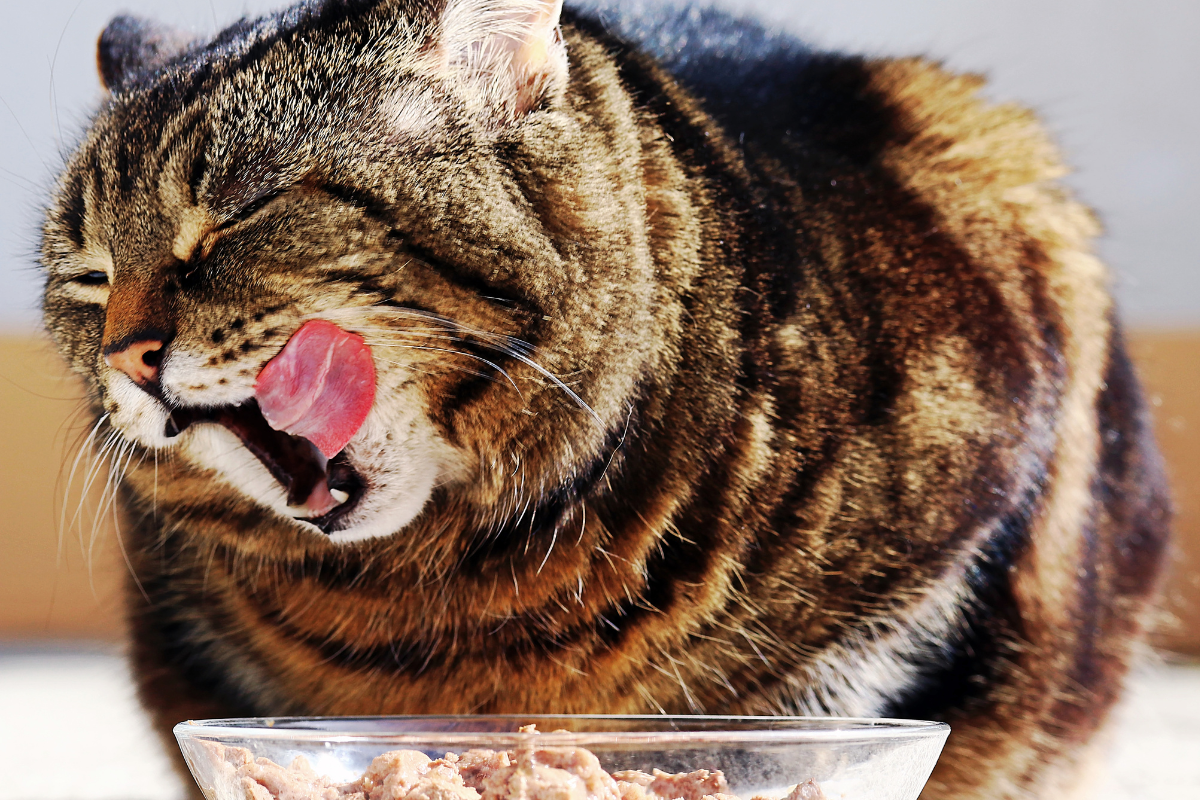 très gros plan sur un chat tigré brun qui se lèche les babines devant un bol de pâtée