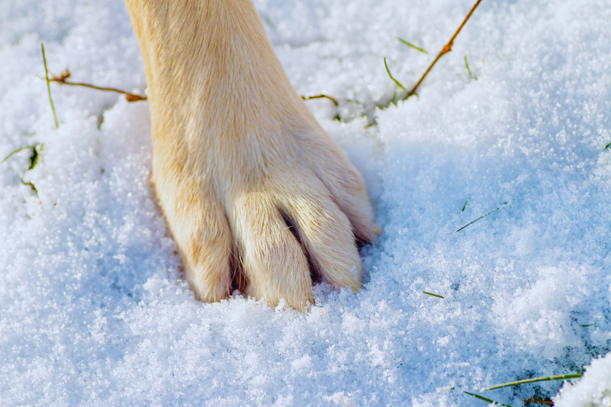 très gros plan sur une patte de chien beige posée dans la neige