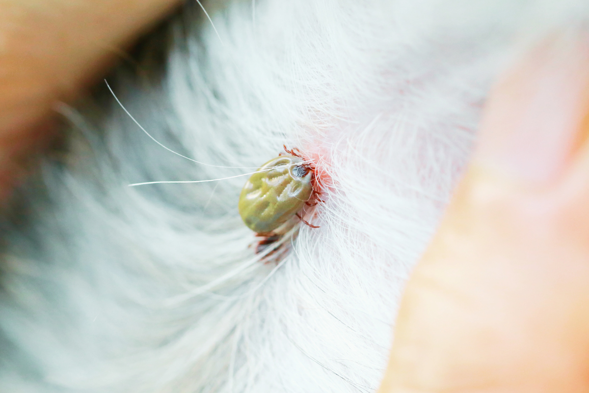 très gros plan sur une tique accrochée à la peau d'un animal au pelage blanc