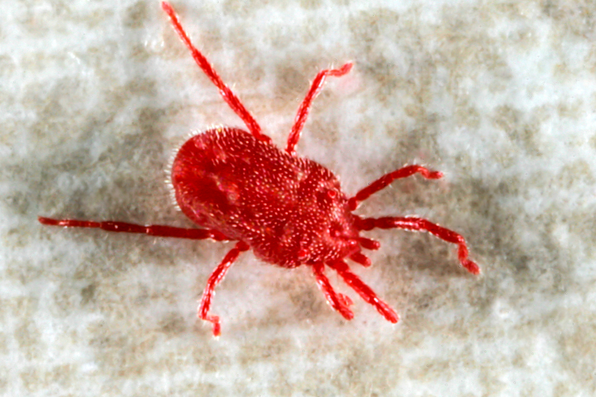 un aoutat rouge vu de près