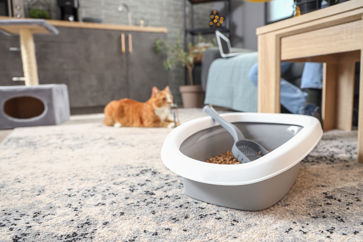 un bac à litière avec une pelle au premier plan et un chat roux en arrière-plan dans un salon
